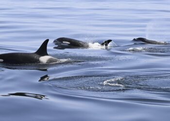 Killer Whales Attack Boat Again