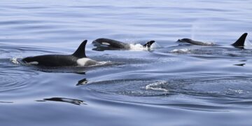 Killer Whales Attack Boat Again