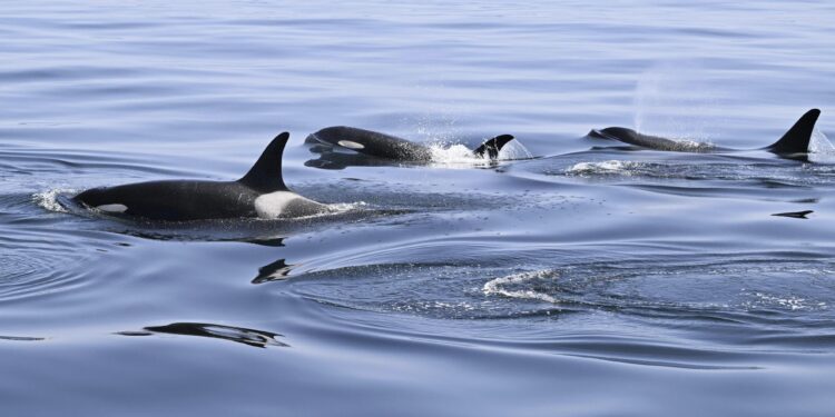 Killer Whales Attack Boat Again