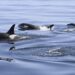 Killer Whales Attack Boat Again