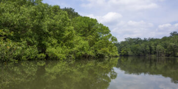 How to Save Rainforests Without Being a Scientist