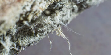 Forever Chemicals Discovered in U.S. Air—First-Time Ever!