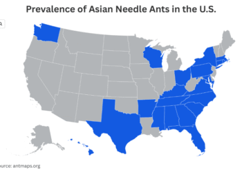 Urgent Map Reveals Threat of Asian Needle Ant Invasion