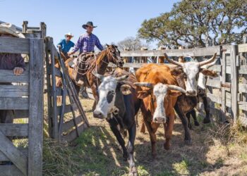 A flesh-eating parasitic fly known as the New World screwworm (Cochliomyia hominivorax) is making a comeback in North and Central America. This invasive species poses significant threats, particularly to the cattle industry. The female flies are attracted to wounds to lay their eggs, causing severe damage through aggressive larvae that feed on living tissue.