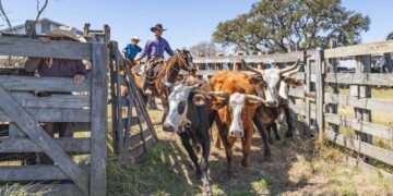 A flesh-eating parasitic fly known as the New World screwworm (Cochliomyia hominivorax) is making a comeback in North and Central America. This invasive species poses significant threats, particularly to the cattle industry. The female flies are attracted to wounds to lay their eggs, causing severe damage through aggressive larvae that feed on living tissue.
