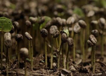 Earth’s seasons seem mysteriously out of sync in certain regions, as a recent study published in Nature revealed. Some areas experience peak spring at unexpected times, with examples found worldwide.