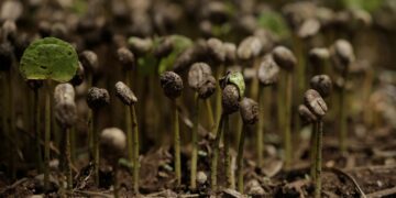 Earth’s seasons seem mysteriously out of sync in certain regions, as a recent study published in Nature revealed. Some areas experience peak spring at unexpected times, with examples found worldwide.