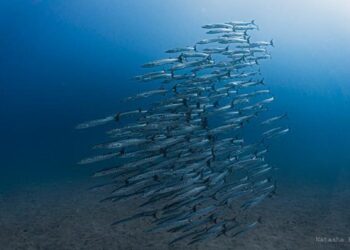 Ocean Current Fails for First Time in Decades, Prompting Concern