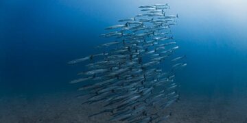 Ocean Current Fails for First Time in Decades, Prompting Concern