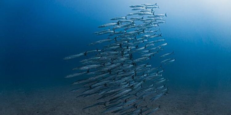 Ocean Current Fails for First Time in Decades, Prompting Concern