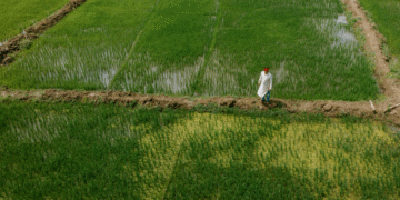 AI in Weather Forecasting: A Game Changer for Farmers