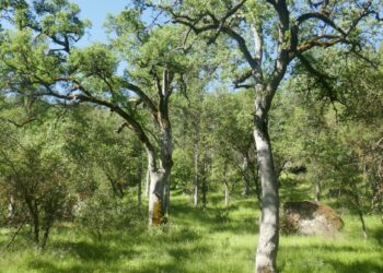 Native Lands Teach Us About Fire Resilience