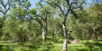 Native Lands Teach Us About Fire Resilience