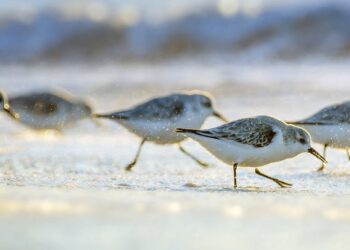 Fly in Flocks for Safety and Speed