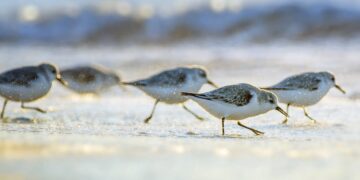 Fly in Flocks for Safety and Speed