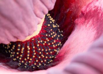 Why Corpse Flowers Smell Horrible: Revealing Their Strategy